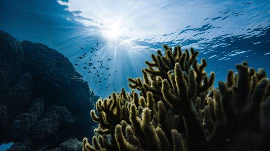 Wild Tide Seafoods Unveiled